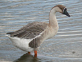 domestic Swan Goose